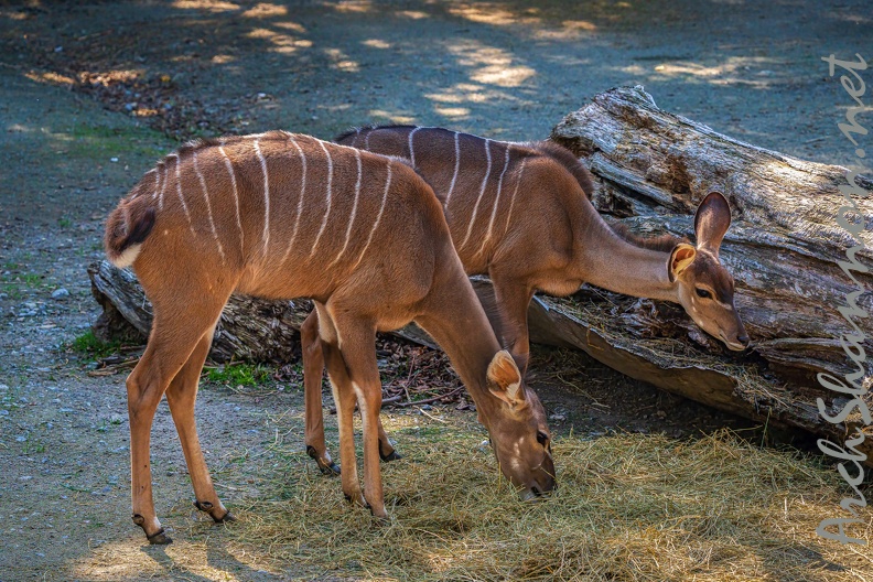 0214-zoo osnabrueck-small kudu.jpg