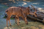 0214-zoo osnabrueck-small kudu