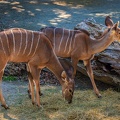 0215-zoo osnabrueck-small kudu