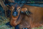 0217-zoo osnabrueck-red buffalo