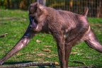 0281-zoo osnabrueck-drill