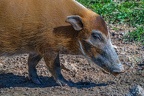 0291-zoo osnabrueck-brush ear pig