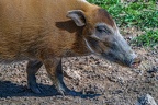 0292-zoo osnabrueck-brush ear pig