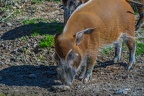 0294-zoo osnabrueck-brush ear pig