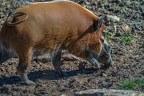 0296-zoo osnabrueck-brush ear pig