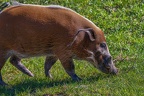 0299-zoo osnabrueck-brush ear pig