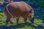 0301-zoo osnabrueck-brush ear pig