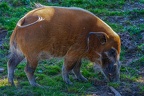 0302-zoo osnabrueck-brush ear pig