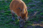 0305-zoo osnabrueck-brush ear pig