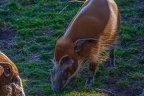 0306-zoo osnabrueck-brush ear pig