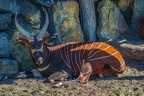 0314-zoo osnabrueck-bongo