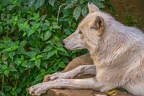 0319-zoo osnabrueck-hudson-bay-wolf
