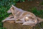 0324-zoo osnabrueck-hudson-bay-wolf