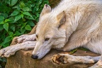 0329-zoo osnabrueck-hudson-bay-wolf
