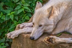 0330-zoo osnabrueck-hudson-bay-wolf