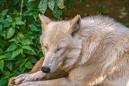 0334-zoo osnabrueck-hudson-bay-wolf