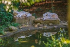 0335-zoo osnabrueck-hudson-bay-wolf