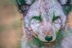 0337-zoo osnabrueck-hudson-bay-wolf
