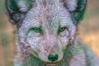 0338-zoo osnabrueck-hudson-bay-wolf
