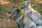 0341-zoo osnabrueck-hudson-bay-wolf
