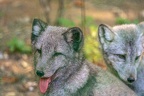 0342-zoo osnabrueck-hudson-bay-wolf