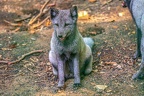 0345-zoo osnabrueck-hudson-bay-wolf