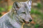 0347-zoo osnabrueck-hudson-bay-wolf