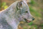 0348-zoo osnabrueck-hudson-bay-wolf