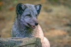 0349-zoo osnabrueck-hudson-bay-wolf