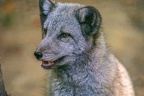 0350-zoo osnabrueck-hudson-bay-wolf