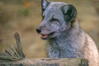 0352-zoo osnabrueck-hudson-bay-wolf