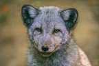 0355-zoo osnabrueck-hudson-bay-wolf