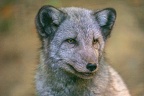 0356-zoo osnabrueck-hudson-bay-wolf
