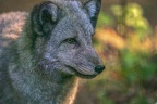 0357-zoo osnabrueck-hudson-bay-wolf