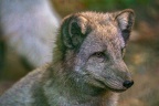 0358-zoo osnabrueck-hudson-bay-wolf