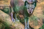 0361-zoo osnabrueck-hudson-bay-wolf