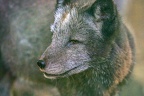 0362-zoo osnabrueck-hudson-bay-wolf