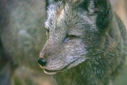 0363-zoo osnabrueck-hudson-bay-wolf