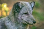 0366-zoo osnabrueck-hudson-bay-wolf