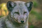 0367-zoo osnabrueck-hudson-bay-wolf