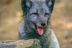 0375-zoo osnabrueck-hudson-bay-wolf