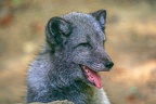 0376-zoo osnabrueck-hudson-bay-wolf