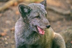 0382-zoo osnabrueck-hudson-bay-wolf