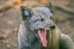 0383-zoo osnabrueck-hudson-bay-wolf