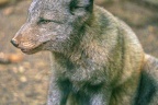 0384-zoo osnabrueck-hudson-bay-wolf