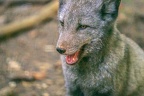 0385-zoo osnabrueck-hudson-bay-wolf
