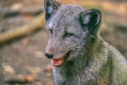 0386-zoo osnabrueck-hudson-bay-wolf