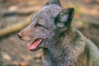 0387-zoo osnabrueck-hudson-bay-wolf