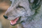 0389-zoo osnabrueck-hudson-bay-wolf