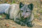 0392-zoo osnabrueck-hudson-bay-wolf